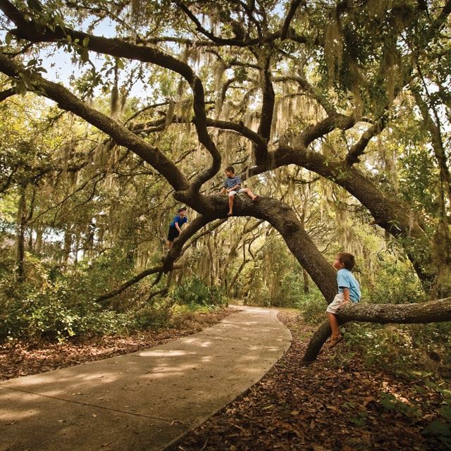 Three kids climbing tree branches over a walking path