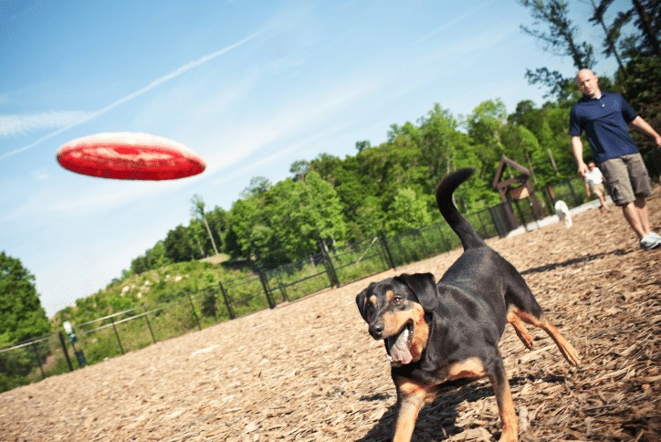 Briar-Chapel-Bark-Park.png